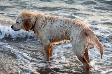 plajda oynayan golden retriever köpek