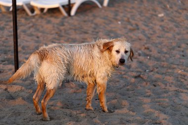 plajda oynayan golden retriever köpek