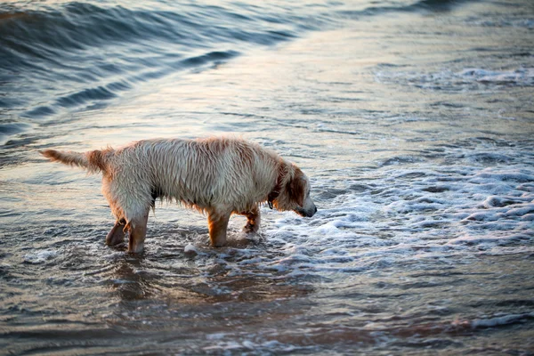 Golden retriever perro jugando en la playa — Foto de Stock