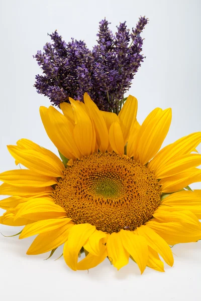 Sunflowers and Lavender — Stock Photo, Image
