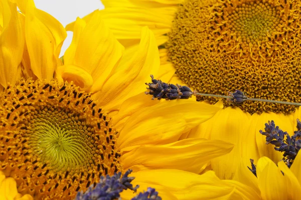 Sonnenblumen und Lavendel — Stockfoto