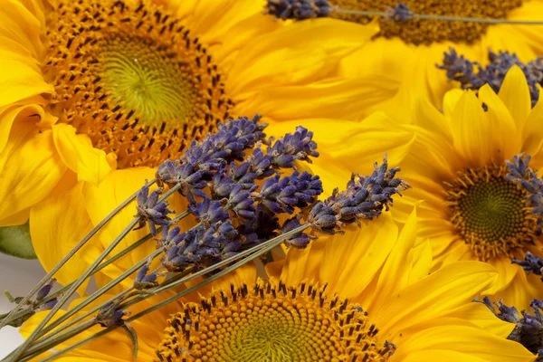 Sonnenblumen und Lavendel — Stockfoto