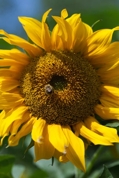 Slunečnice v zahradě — Stock fotografie