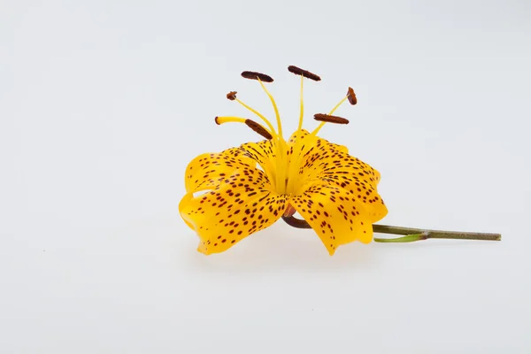 Single yellow lily — Stock Photo, Image