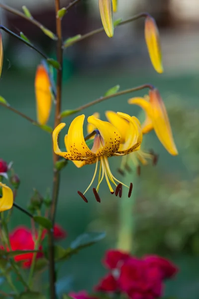 stock image Yellow lily flower in garden