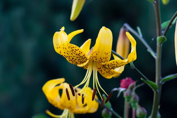 Yellow lily flower in garden — Stock Photo, Image