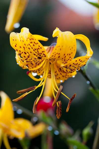 Yellow lily flower in garden — Stock Photo, Image