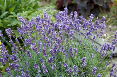 Lavender flowers clipart