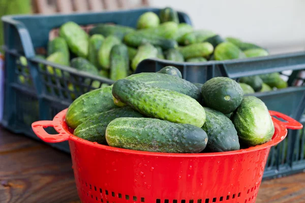 Färsk grön gurka — Stockfoto