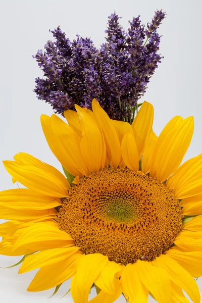 stock image Sunflowers and Lavender