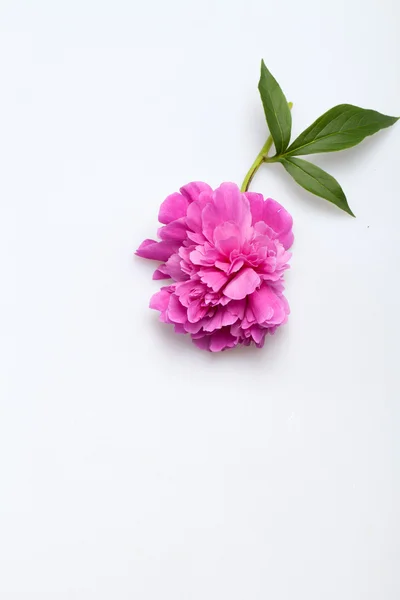 Pioenroos bloem — Stockfoto