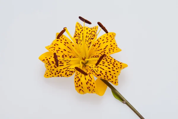 stock image Single yellow lily