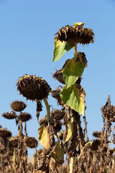 stock image Ripened sunflowers ready for harvesting for their seeds