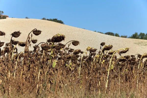 Reife Sonnenblumen bereit für die Ernte ihrer Samen — Stockfoto