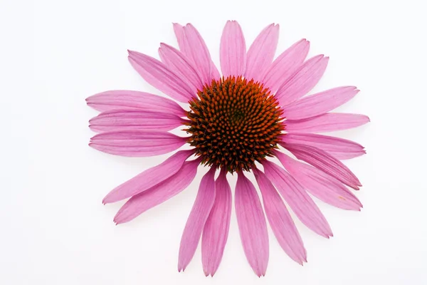 Cabeza de coneflujo rosa — Foto de Stock