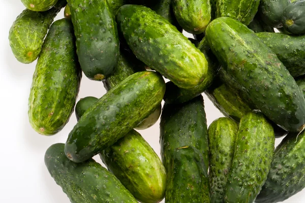 Een verse groene komkommer — Stockfoto