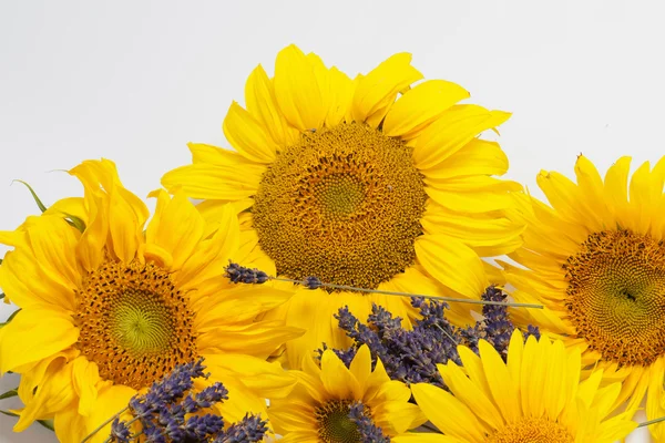 stock image Sunflowers and Lavender