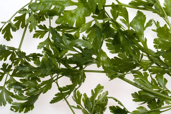 Grüne Blätter der Petersilie — Stockfoto