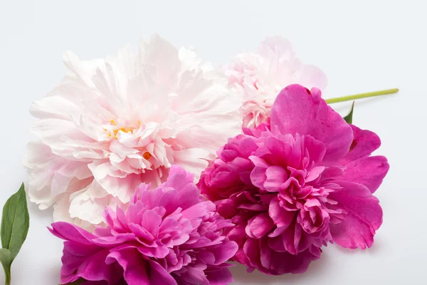 Flor de peónia — Fotografia de Stock