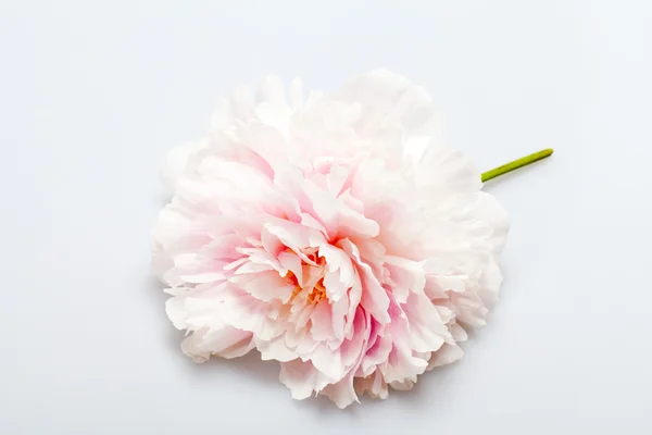 Flor de peonía — Foto de Stock