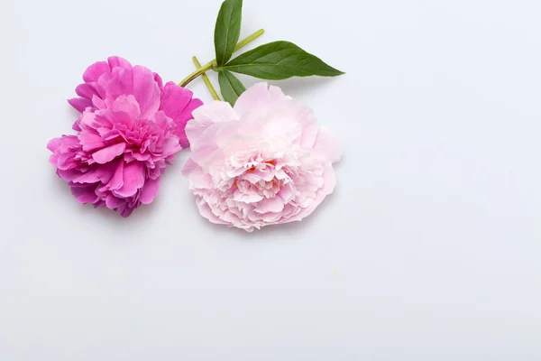 Παιωνία λουλούδι — Φωτογραφία Αρχείου