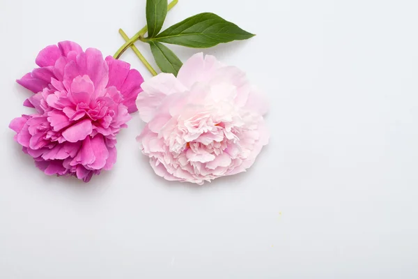 Pioenroos bloem — Stockfoto