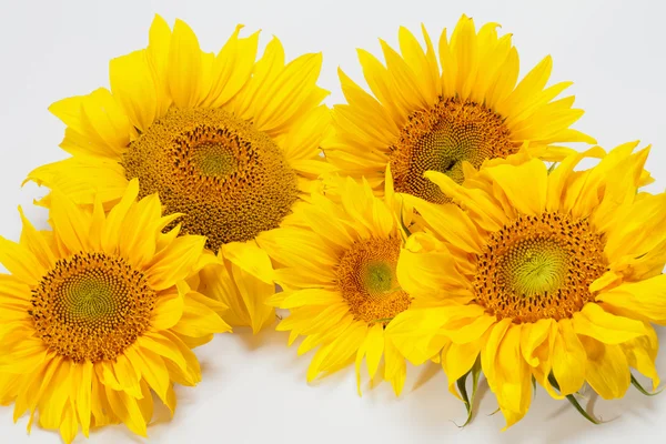 stock image Sunflowers