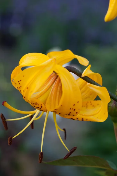 stock image Yellow lily flower in garden