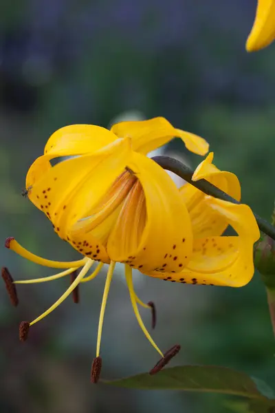 Stock image Yellow lily flower in garden