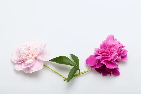 Peony flower Stock Picture