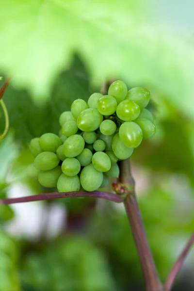 Green unripe grape — Stock Photo, Image