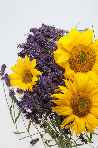 stock image Sunflowers and Lavender