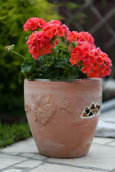 Flores de gerânio jardim vermelho — Fotografia de Stock