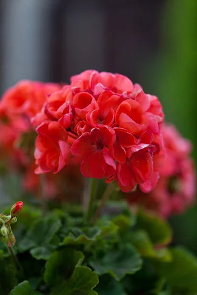 stock image Red garden geranium flowers