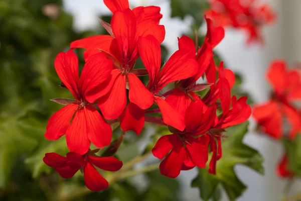 Rote Gartengeranienblüten — Stockfoto