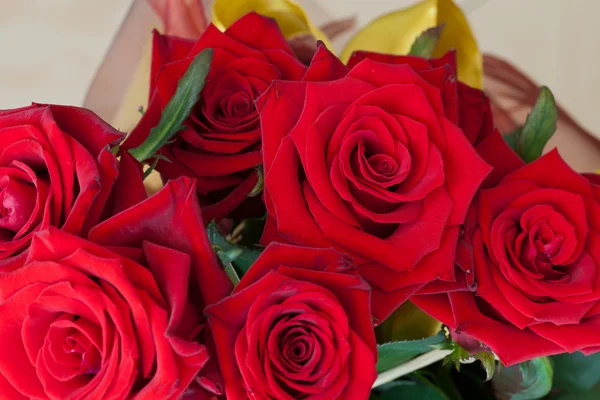 Beauty Red Roses — Stock Photo, Image