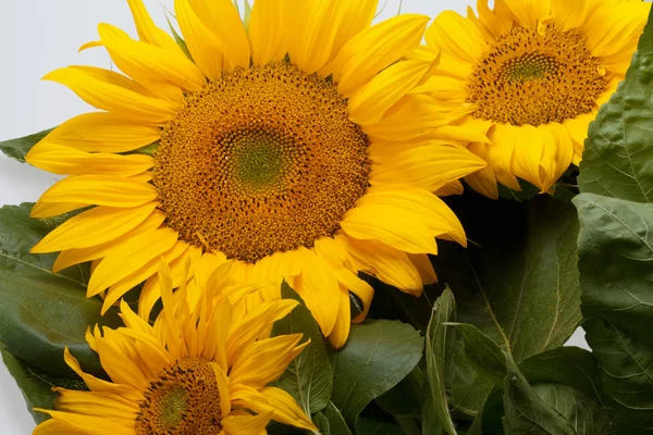 stock image Sunflower