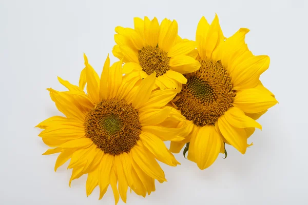 stock image Sunflower