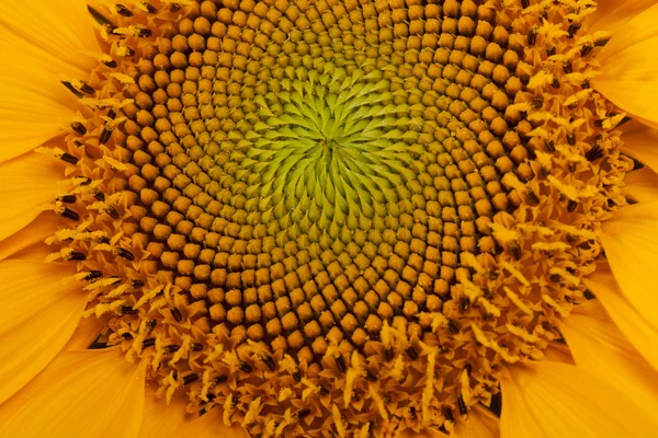 Середина соняшнику крупним планом — стокове фото