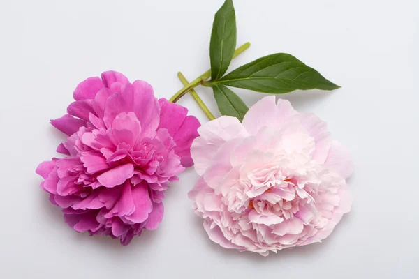Peony flower Stock Picture