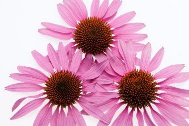 pembe coneflower kafa