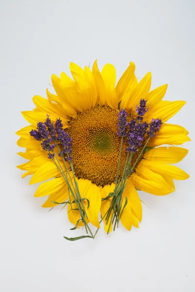 stock image Sunflowers and Lavender