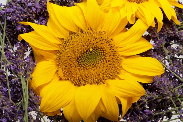 stock image Sunflowers and Lavender