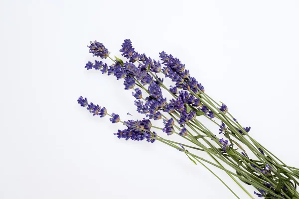 stock image Lavender