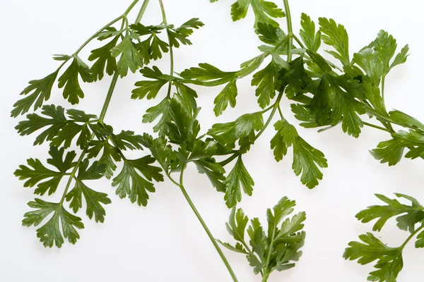 Green leaves of parsley — Stock Photo, Image