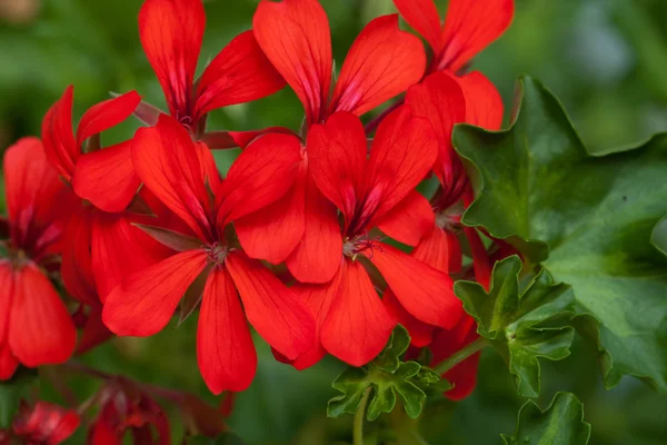 Flores de gerânio jardim vermelho — Fotografia de Stock
