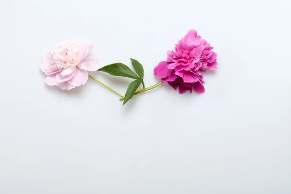 Şakayık çiçeği — Stok fotoğraf