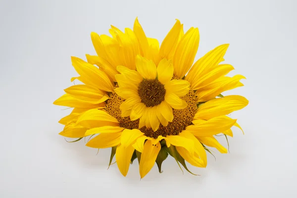 stock image Sunflower