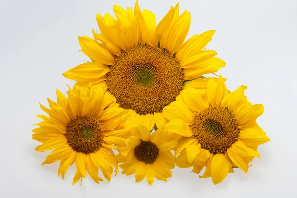 stock image Sunflower