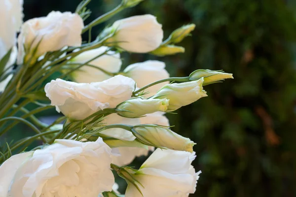 Rosas brancas — Fotografia de Stock